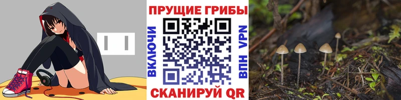 Псилоцибиновые грибы Psilocybe Юхнов